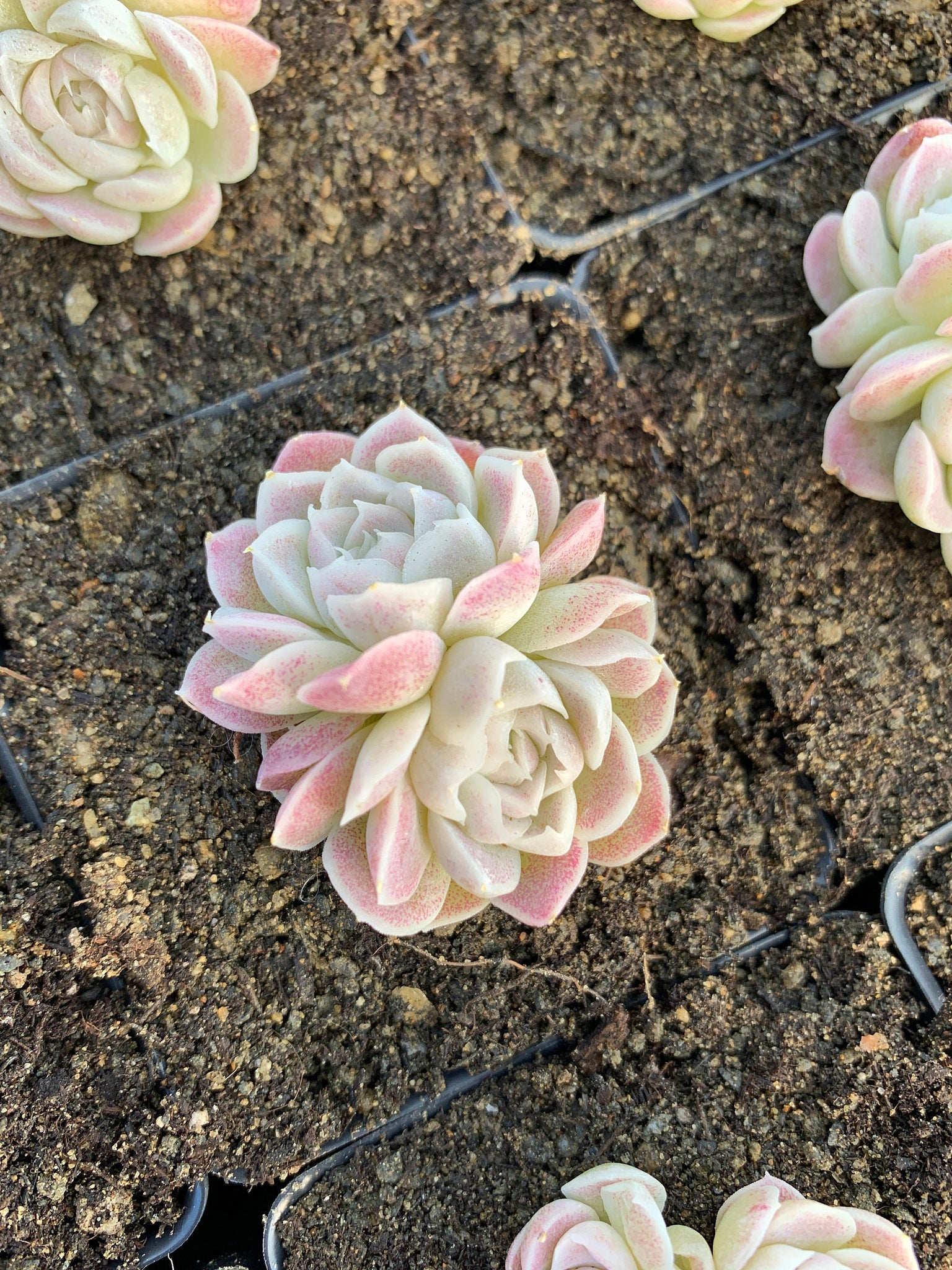 white and pink succulent Echeveria White Elegans sp. (mini succulent)