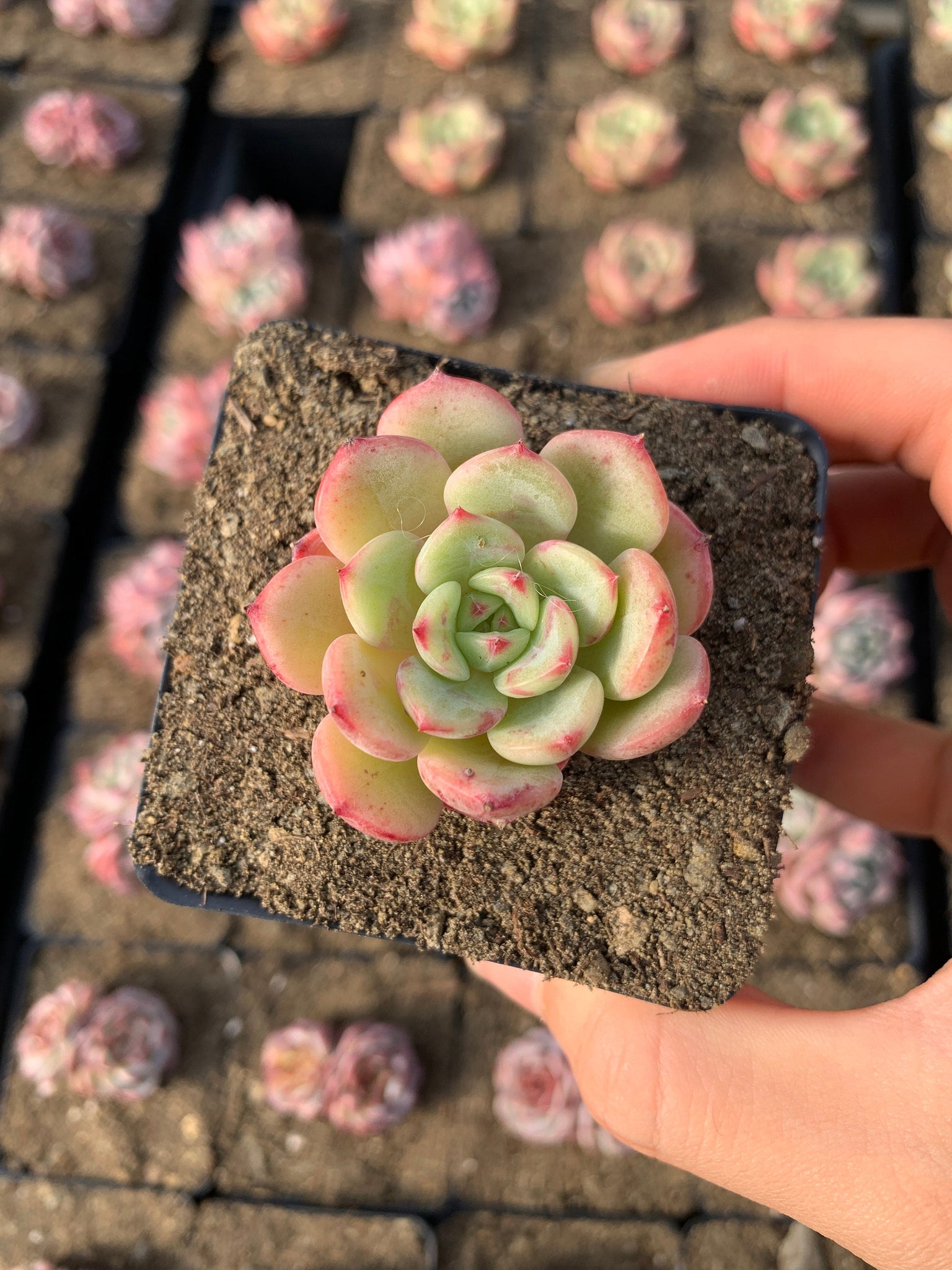 succulent salmon Echeveria Salmon