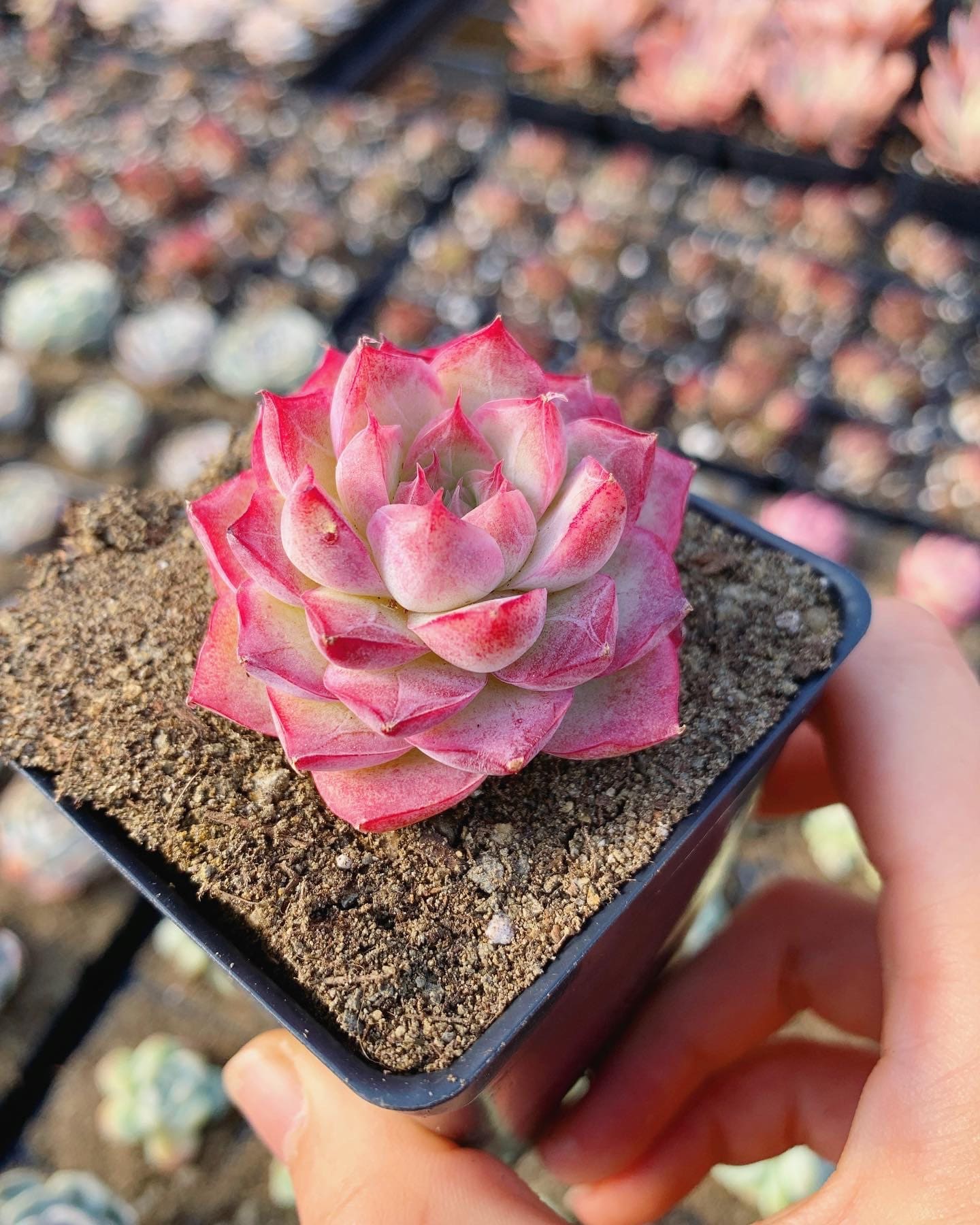 succulent peach Echeveria Elegans sp. Peach Queen