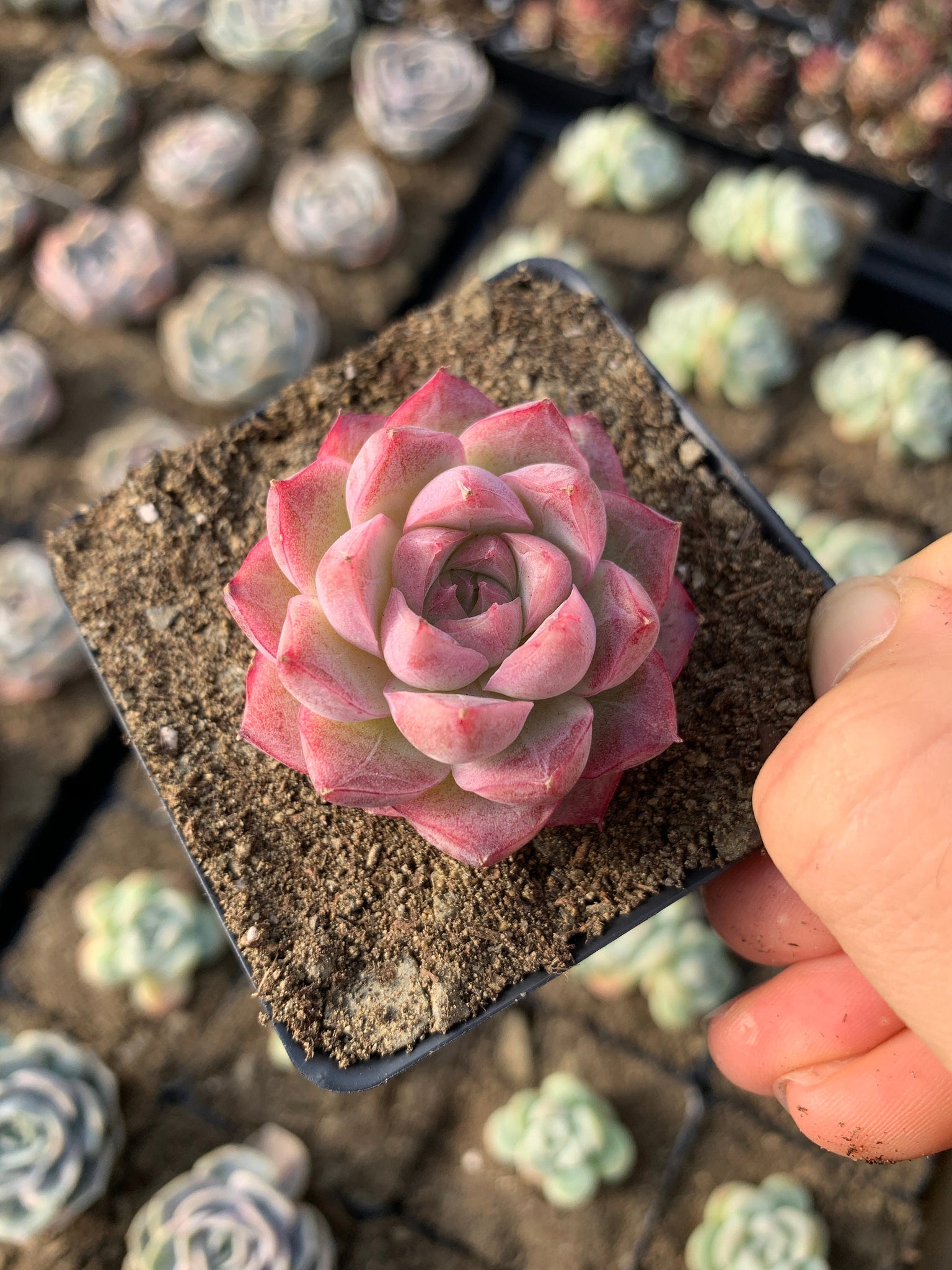 peach egg succulent Echeveria Elegans sp. Peach Queen