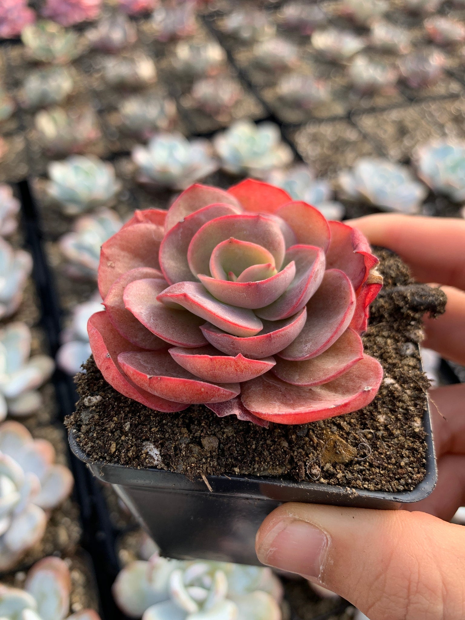 where to buy unusual succulents Echeveria Sunyan single head cutting