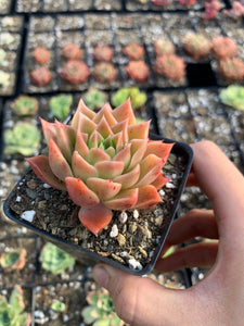 Echeveria Papa Rose - April Farm/Rare Succulents