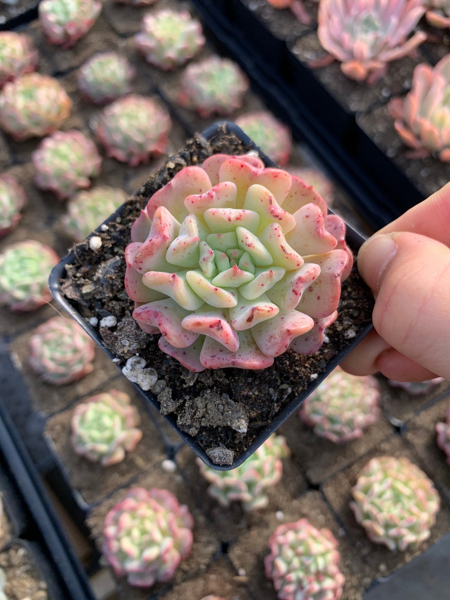 flyleaf succulents photos Echeveria Fly to the sky