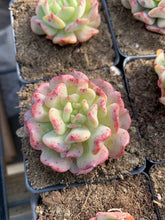 Load image into Gallery viewer, Echeveria Fly to the sky - April Farm/Rare Succulents