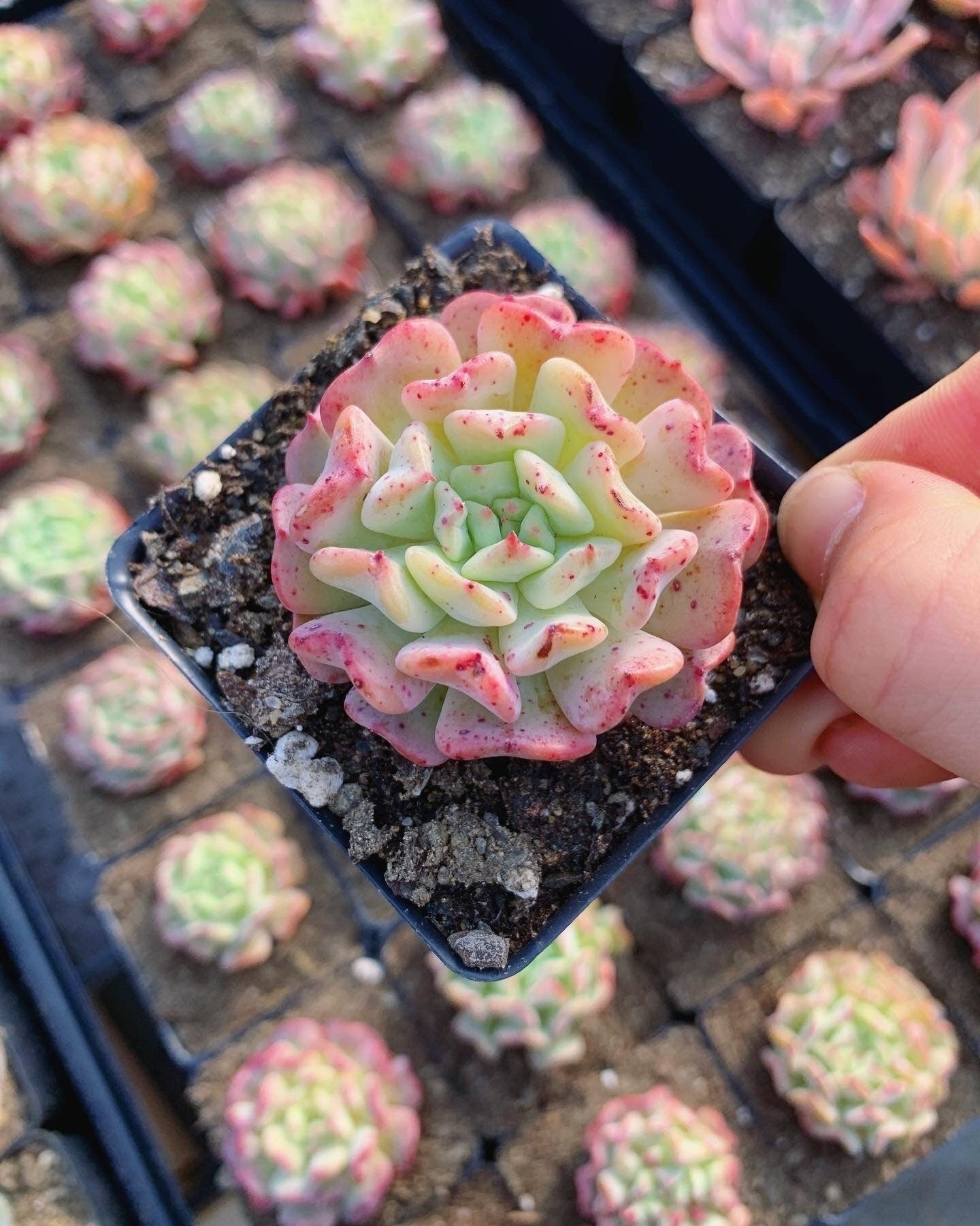flies on succulents Echeveria Fly to the sky