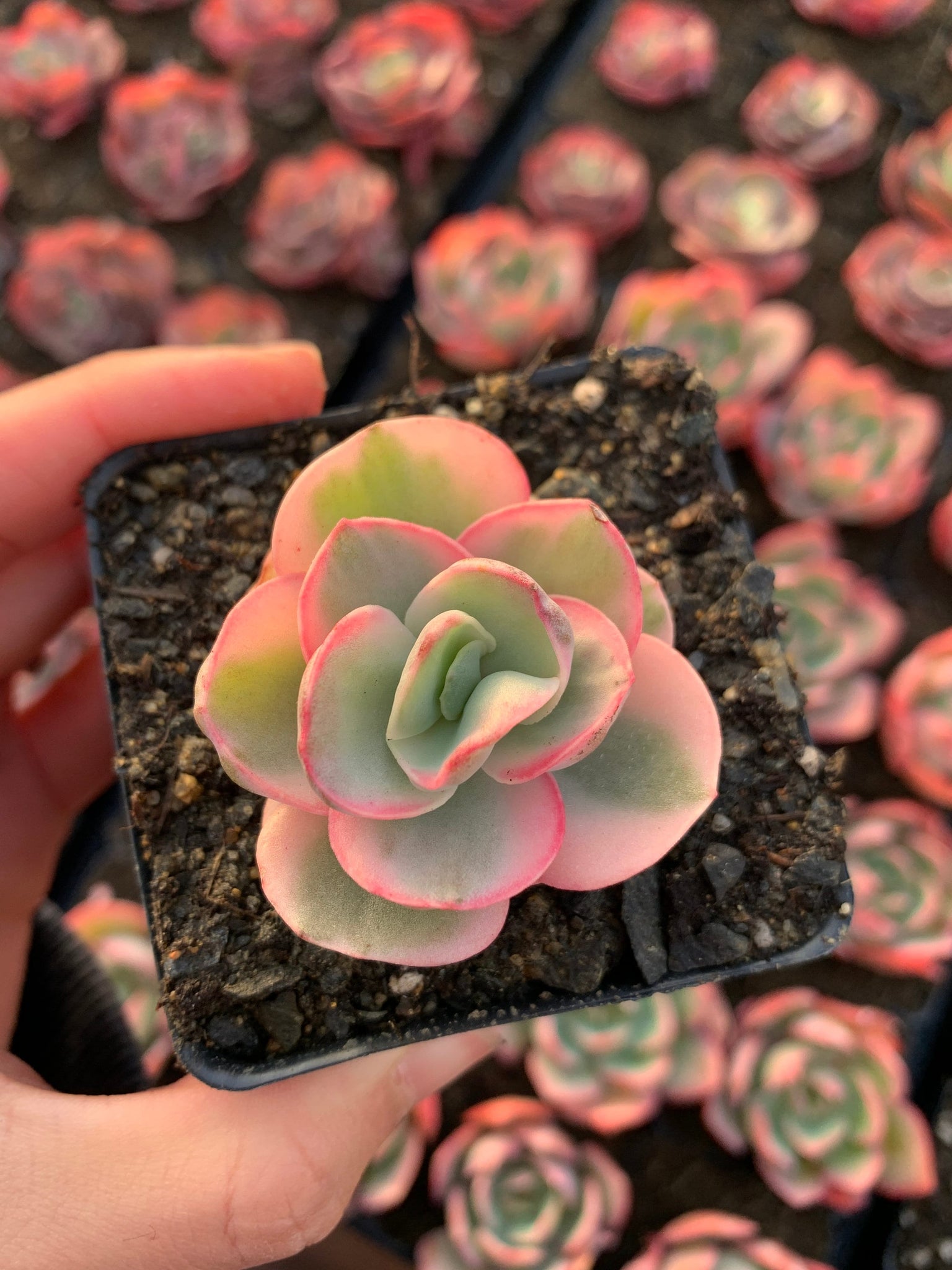 succulents variegated Echeveria Variegated Sunyan single head