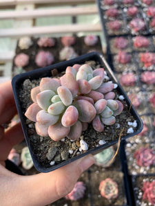 Graptosedum miul - April Farm/Rare Succulents