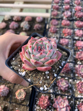 Load image into Gallery viewer, Echeveria Chihuahuaensis - April Farm/Rare Succulents