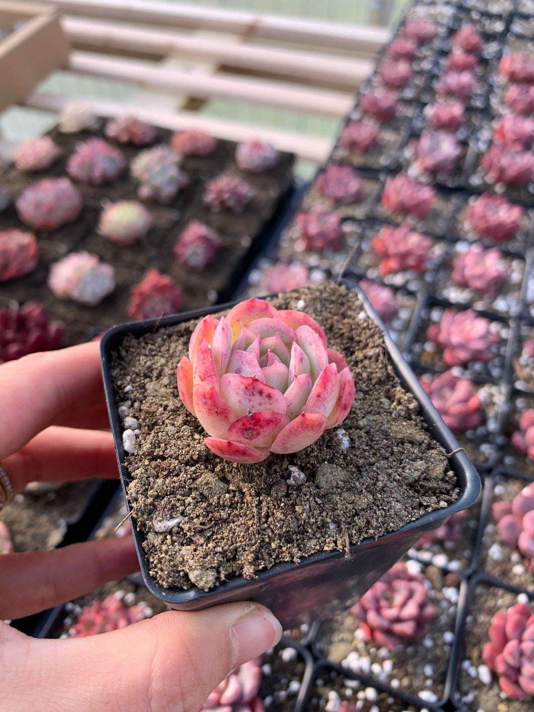 succulent strawberry Echeveria Strawberry ice(mini succulent)