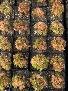 Aeonium sedifolium variegated - April Farm/Rare Succulents