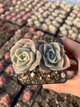 Load image into Gallery viewer, Echeveria Lovely rose - April Farm Rare Succulent