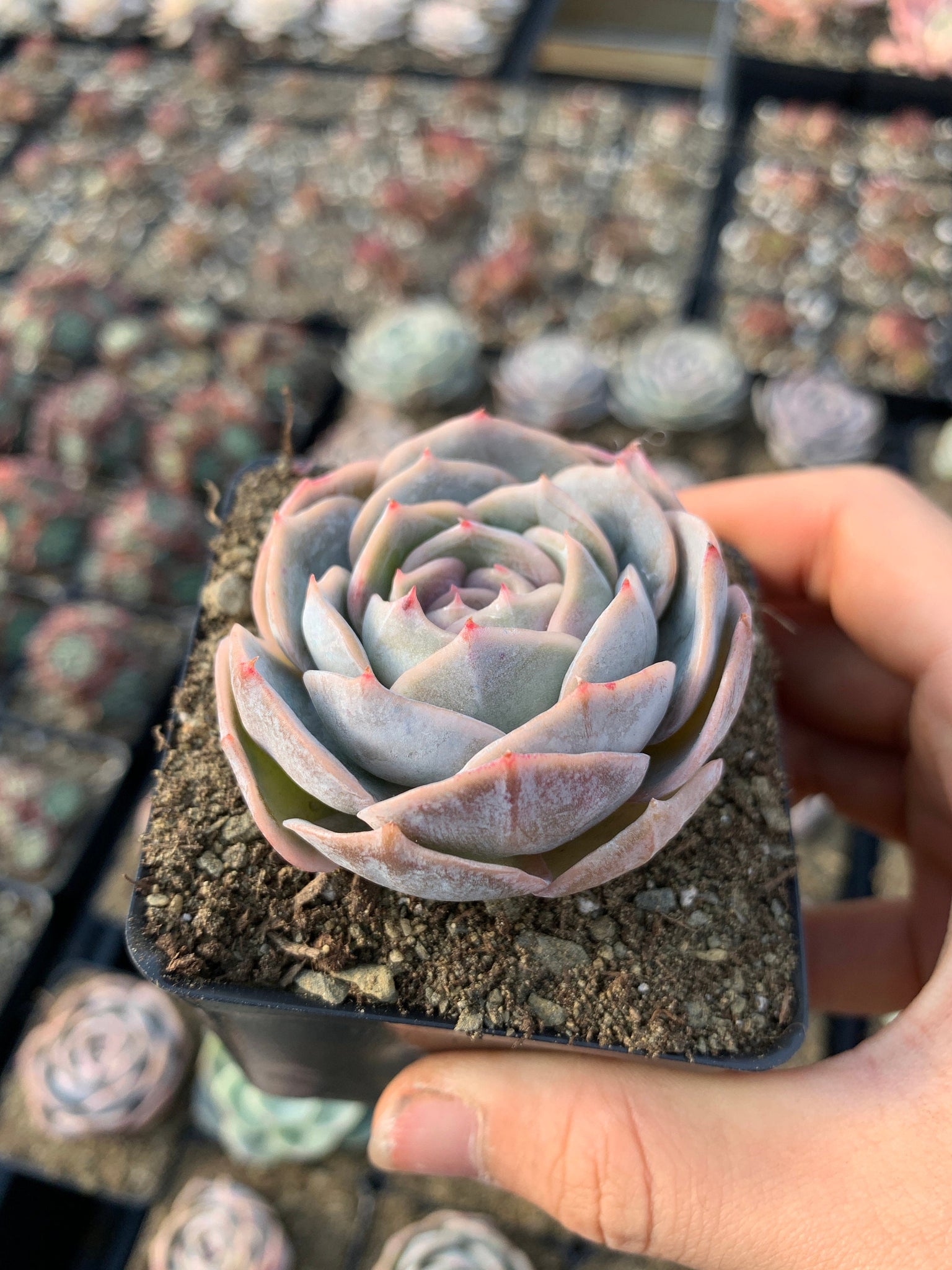 elegans blue succulent Echeveria Elegans 'Blue Wonders'