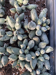 Adromischus Cooperi v. Festivus - April Farm/Rare Succulents