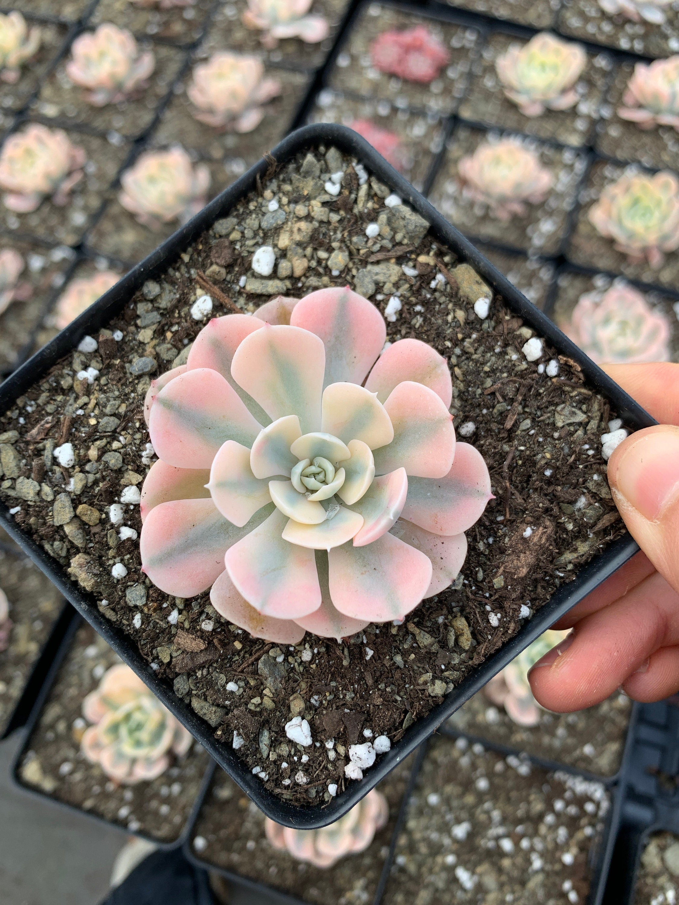 Echeveria variegated Runyonii 'Akaihosi' (single stem) - April Farm/Ra