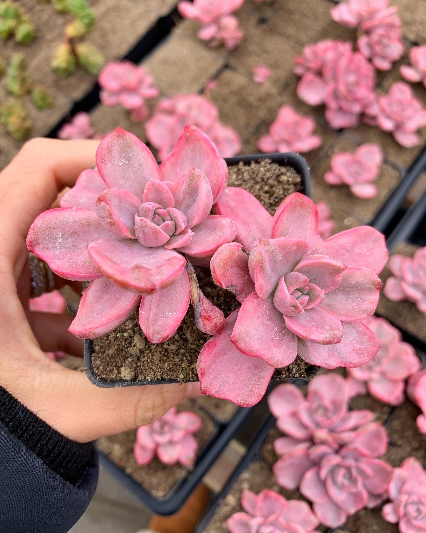 graptoveria succulent Graptoveria Variegated Mrs. Richard