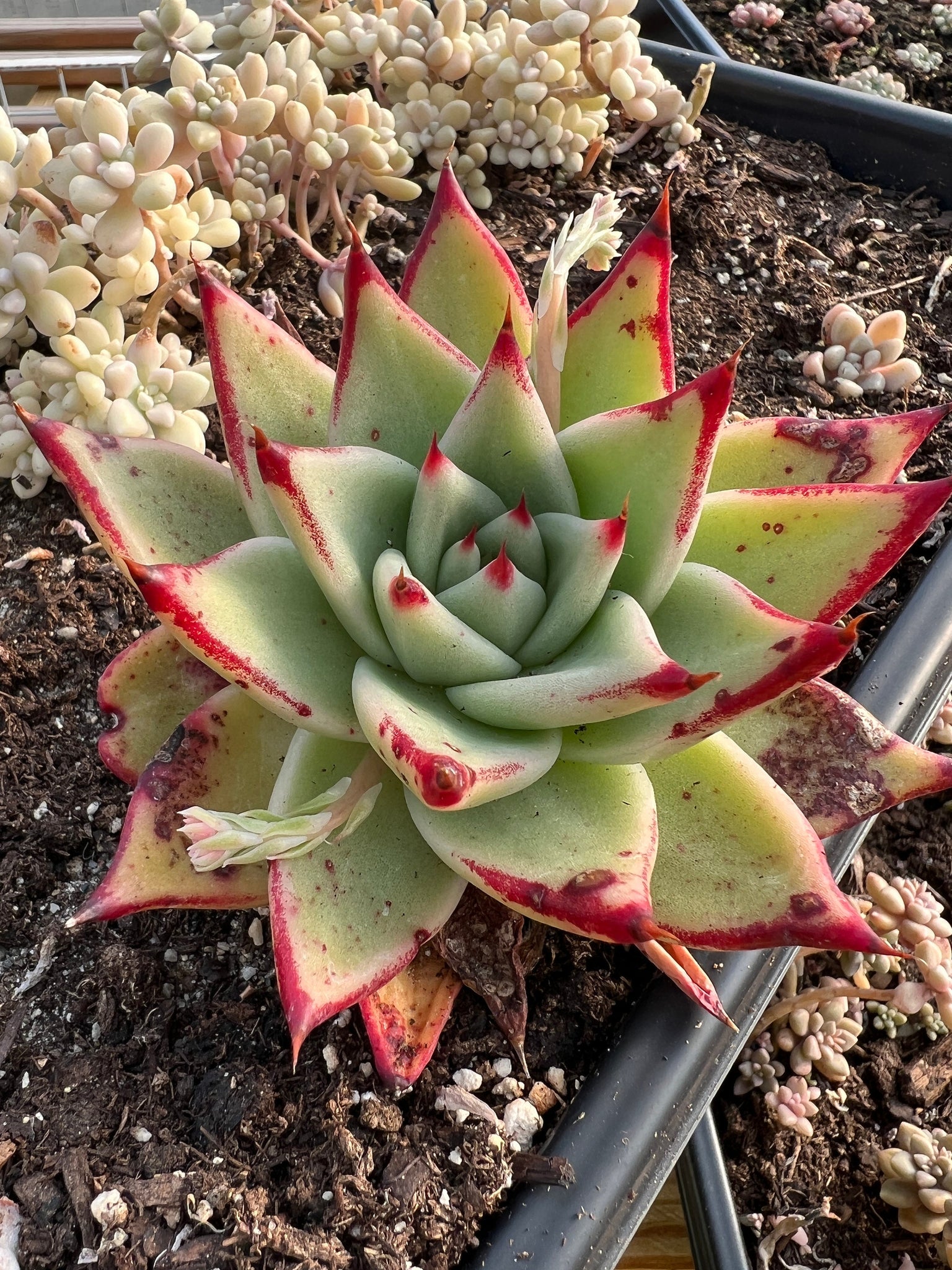 large rosette succulents Echeveria Agavoides large Ebony