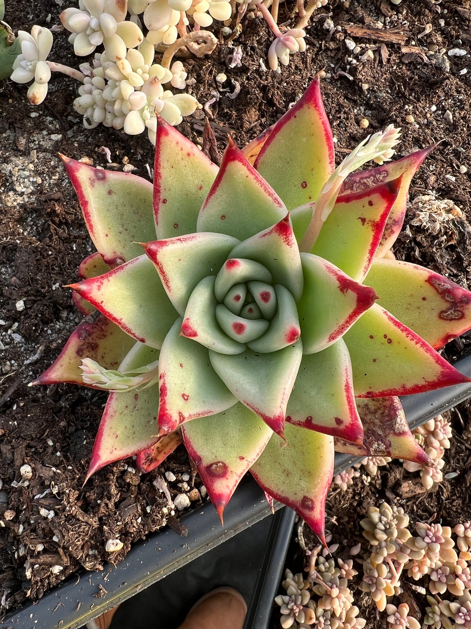 succulent with large green leaves Echeveria Agavoides large Ebony