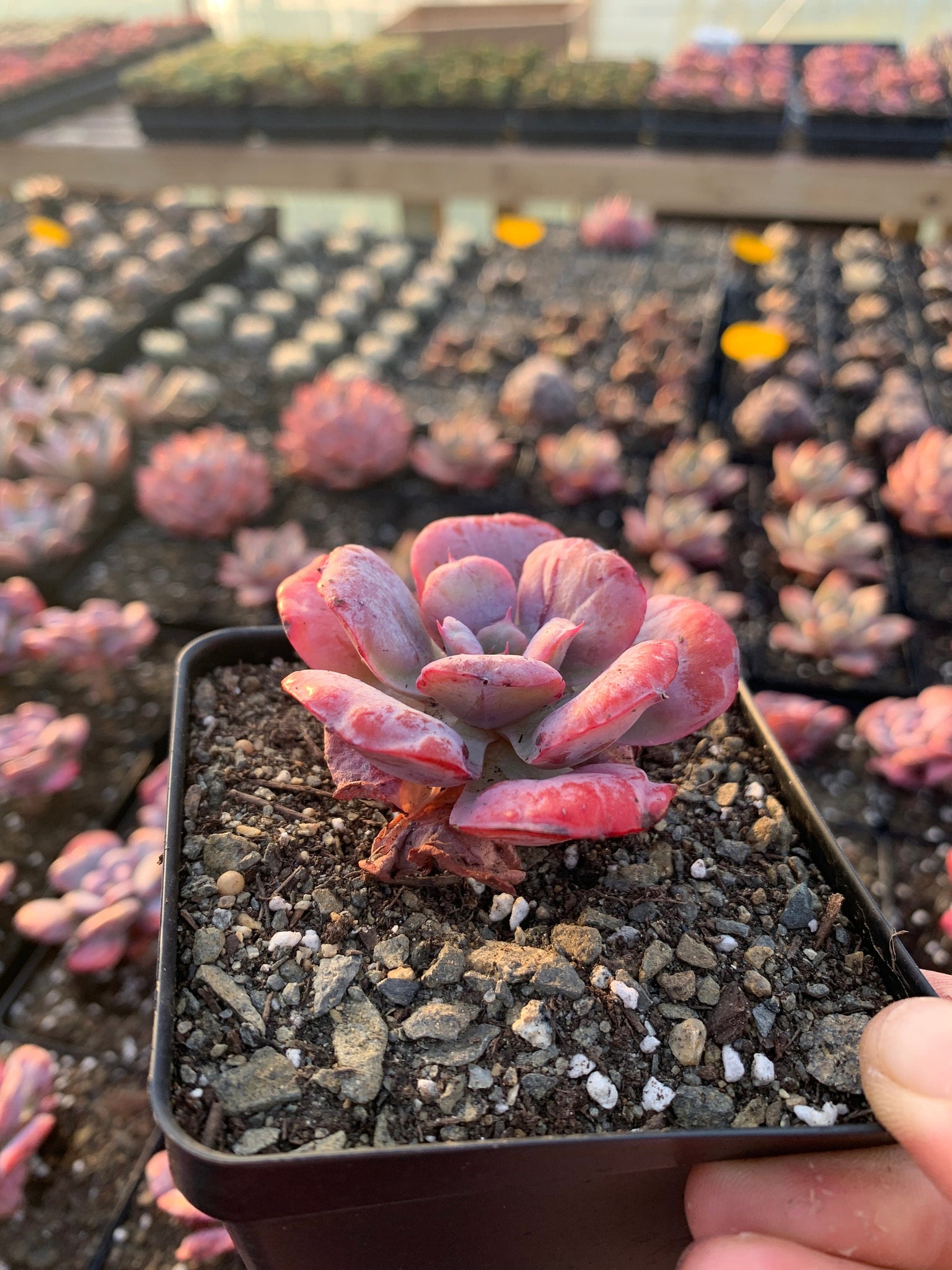 succulent delights Echeveria Heart Delight