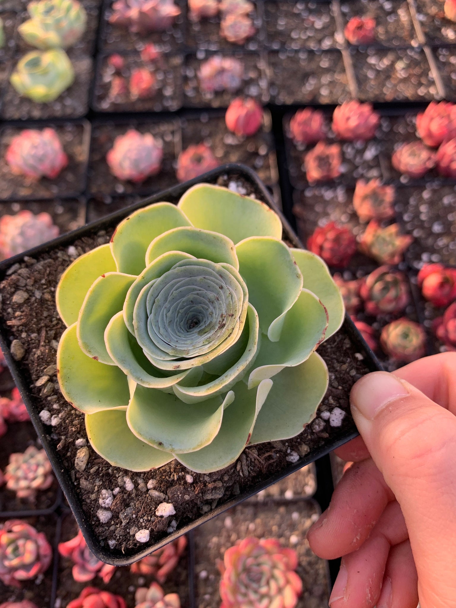 greenovia succulent for sale Greenovia aurea