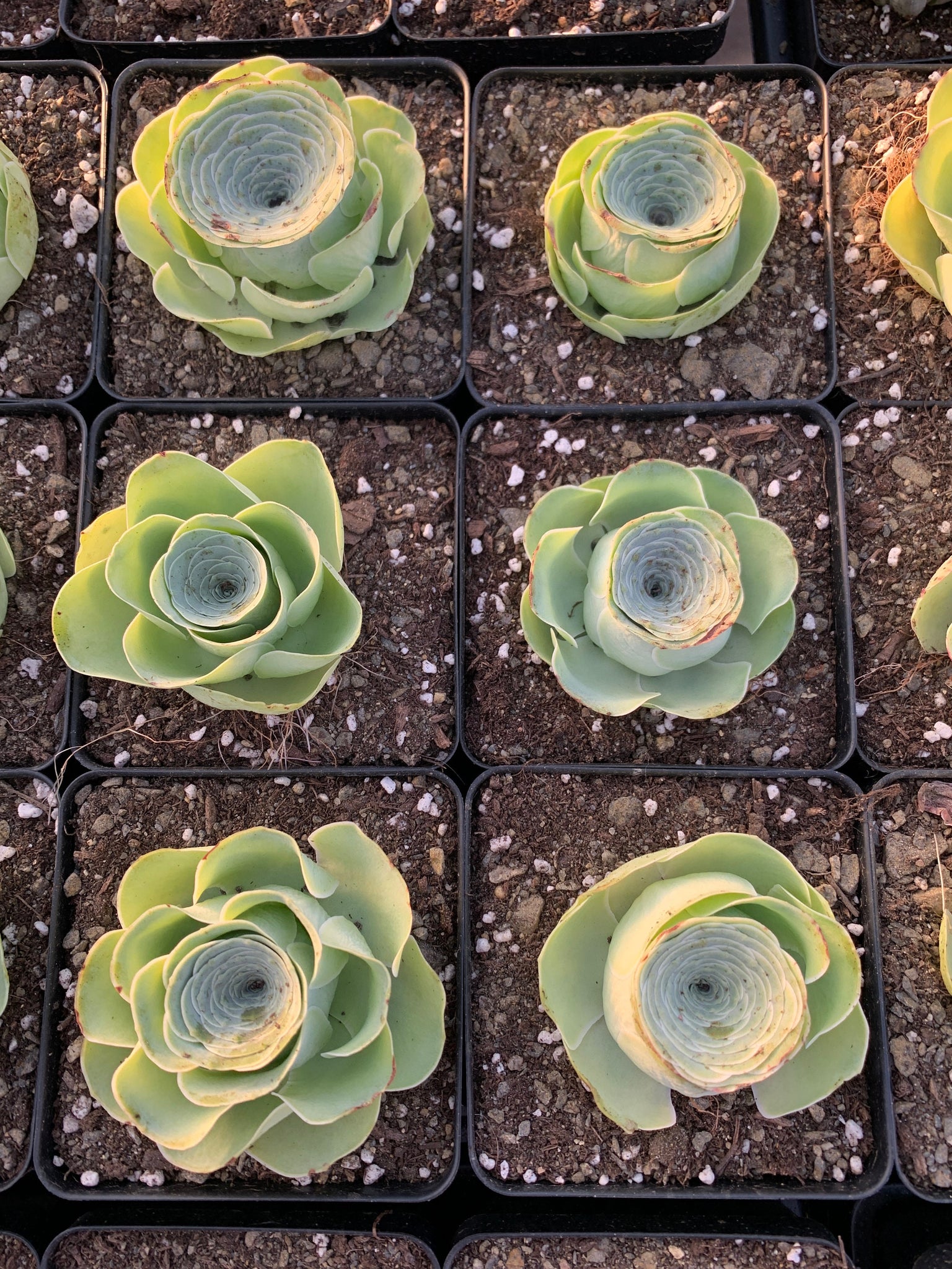 greenovia aurea succulent Greenovia aurea