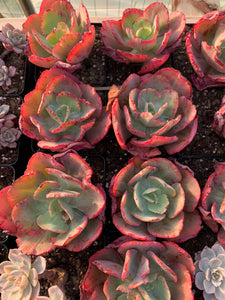 dick's succulent chicken Echeveria ''Dick Wright" Frills
