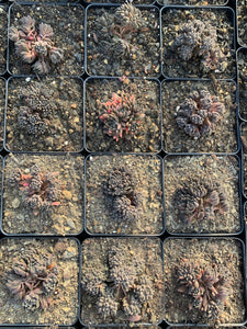 Sedum Sinocrassula Yunnanensis(cluster may fall apart) - April Farm/Rare Succulents