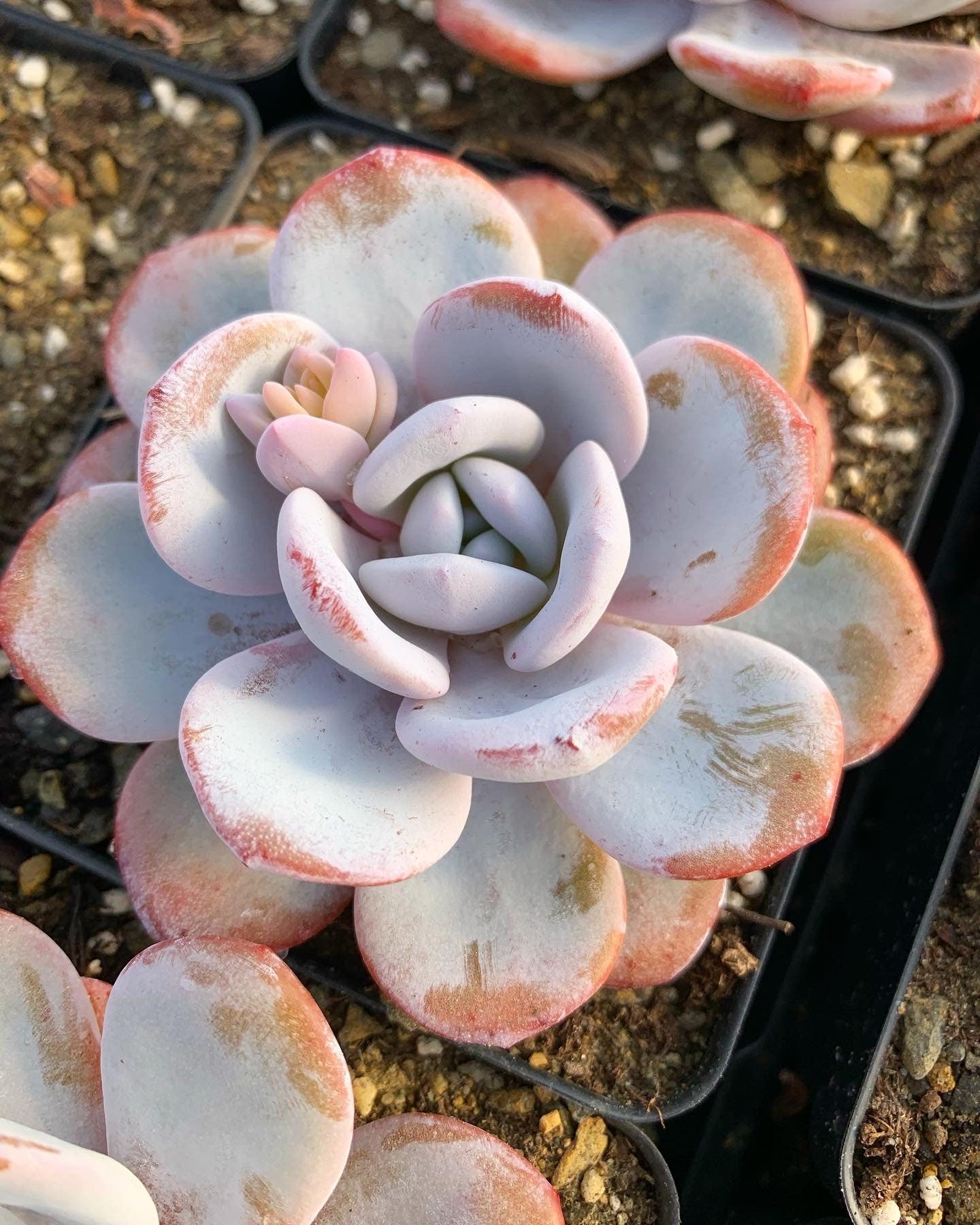 succulent echeveria laui Echeveria Lauii