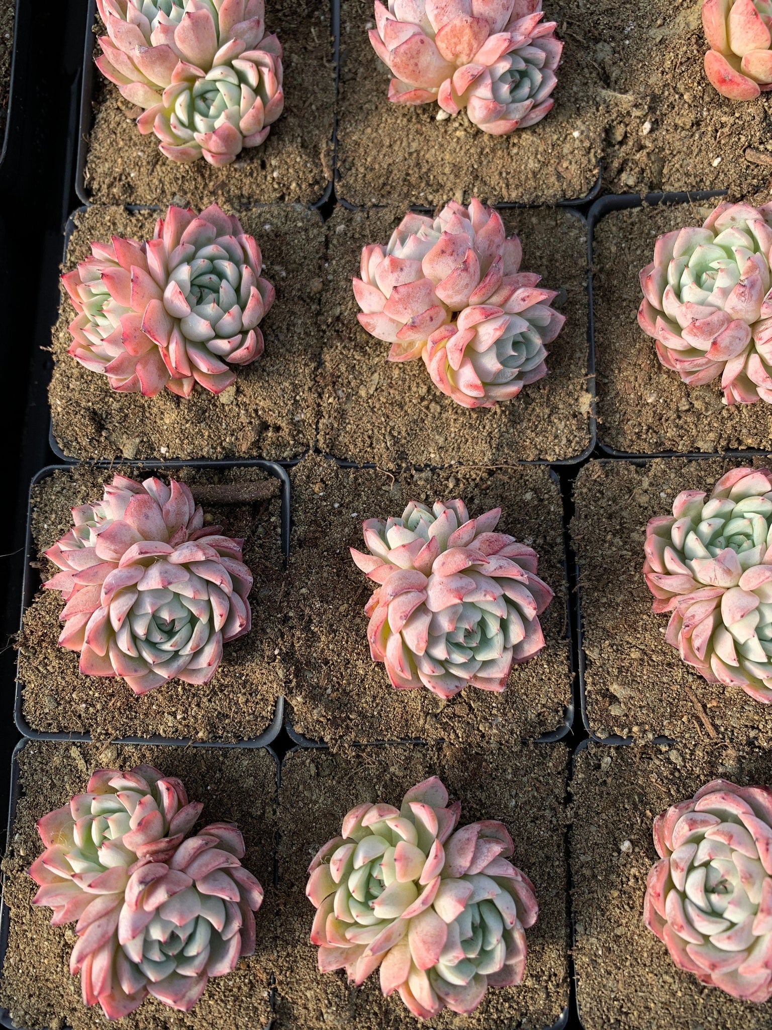 zona rosa succulents Echeveria Pink Mexensis 'Zaragosa'
