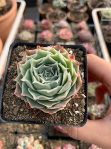 Echeveria Elegans sp. 'Gilo' - April Farm/Rare Succulents