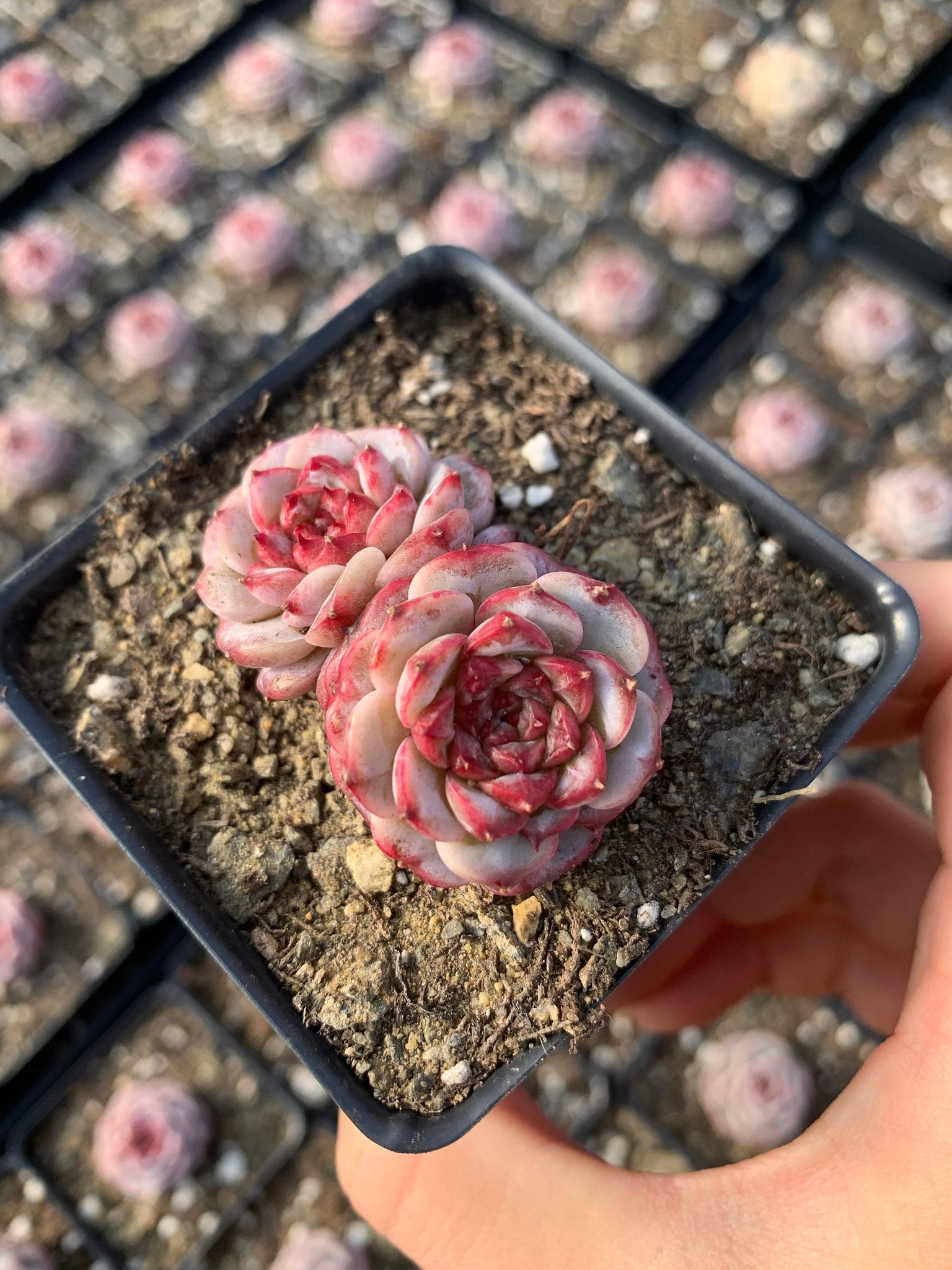 echeveria red velvet succulent Echeveria Red Velvet (mini succulent green in summer)