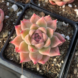 Echeveria Elegans sp. "maigan" Queen (mini succulent) - April Farm/Rare Succulents