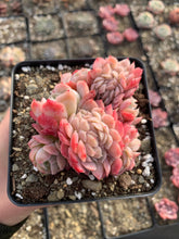Load image into Gallery viewer, Echeveria Gila Berry crested(green in summer) - April Farm/Rare Succulents