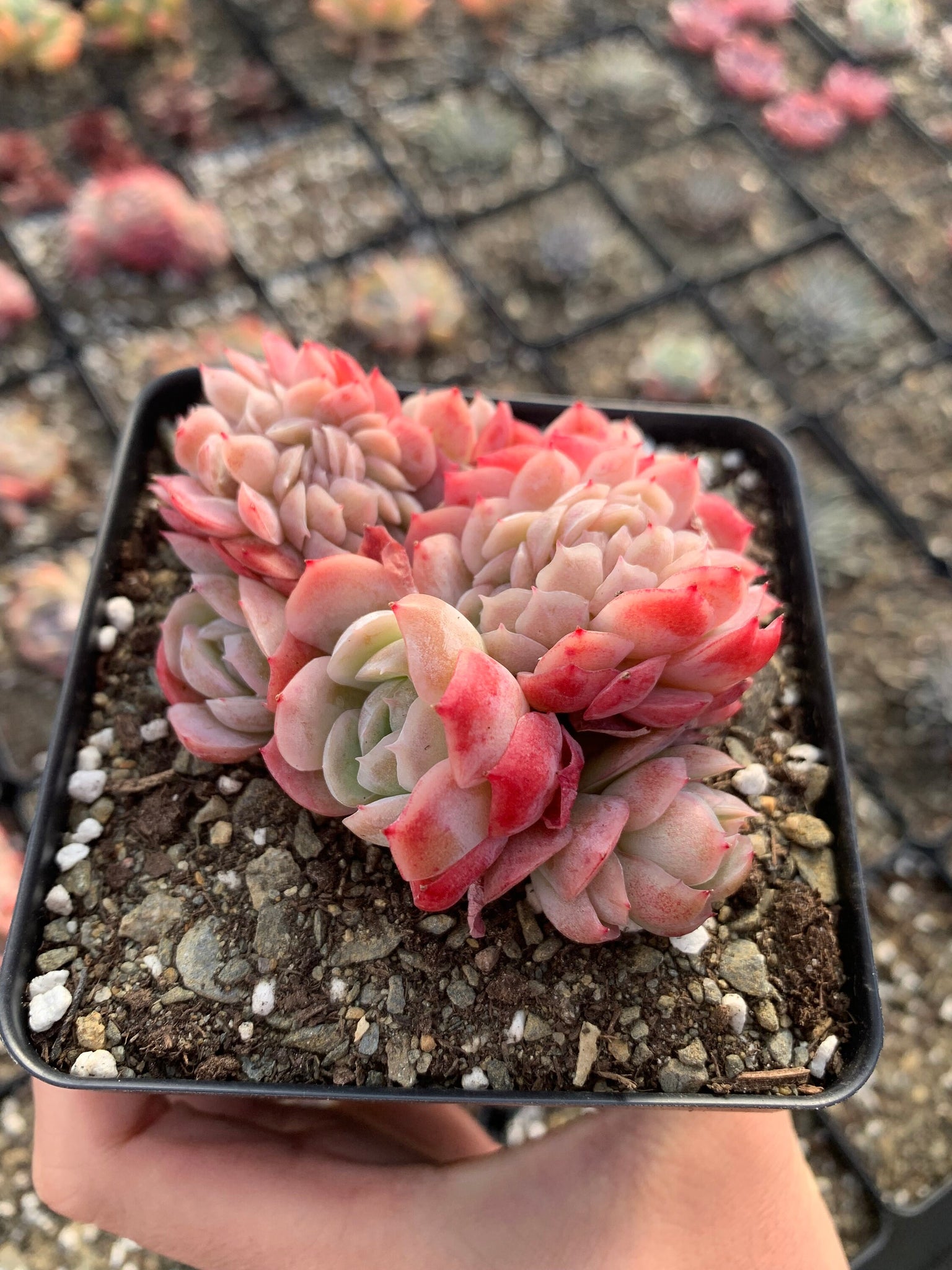 berry succulents Echeveria Gila Berry crested(green in summer)