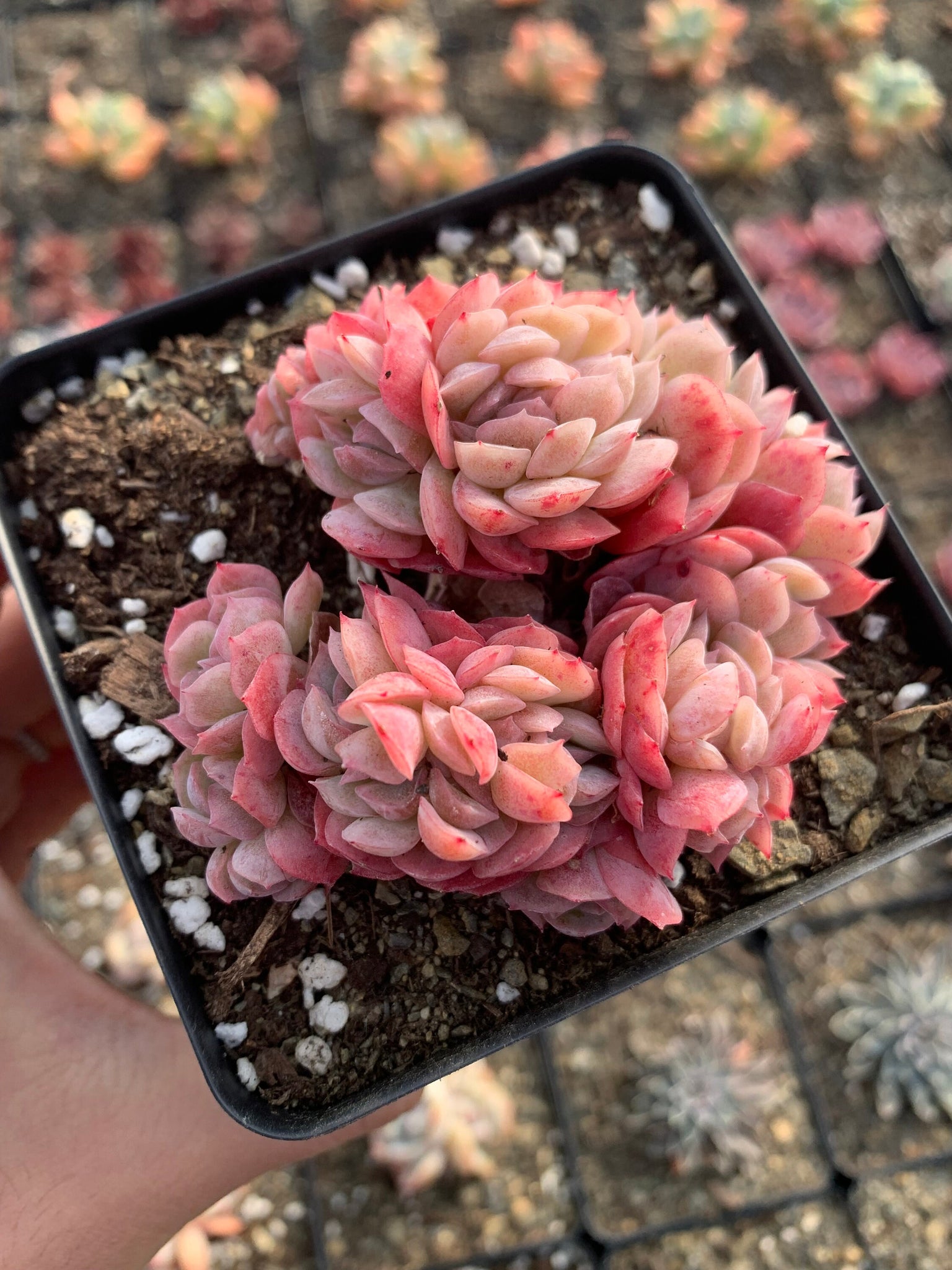 red berry succulent Echeveria Gila Berry crested(green in summer)
