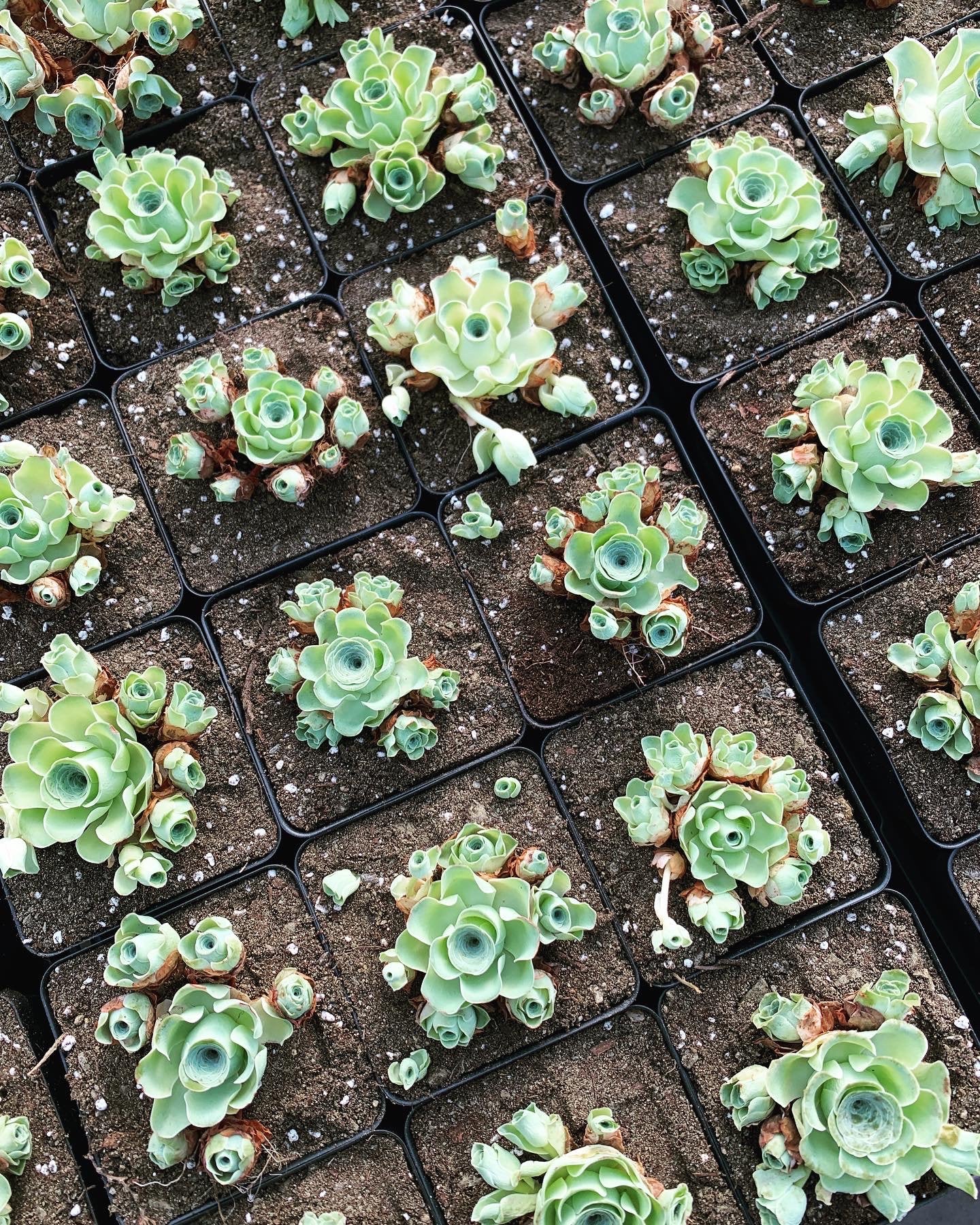 gilva succulent Greenovia cv. Gilva 'Pink Gilva Mountain Rose'