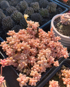 Graptopetalum Mirinae small cluster cutting (4-5 heads) - April Farm/Rare Succulents