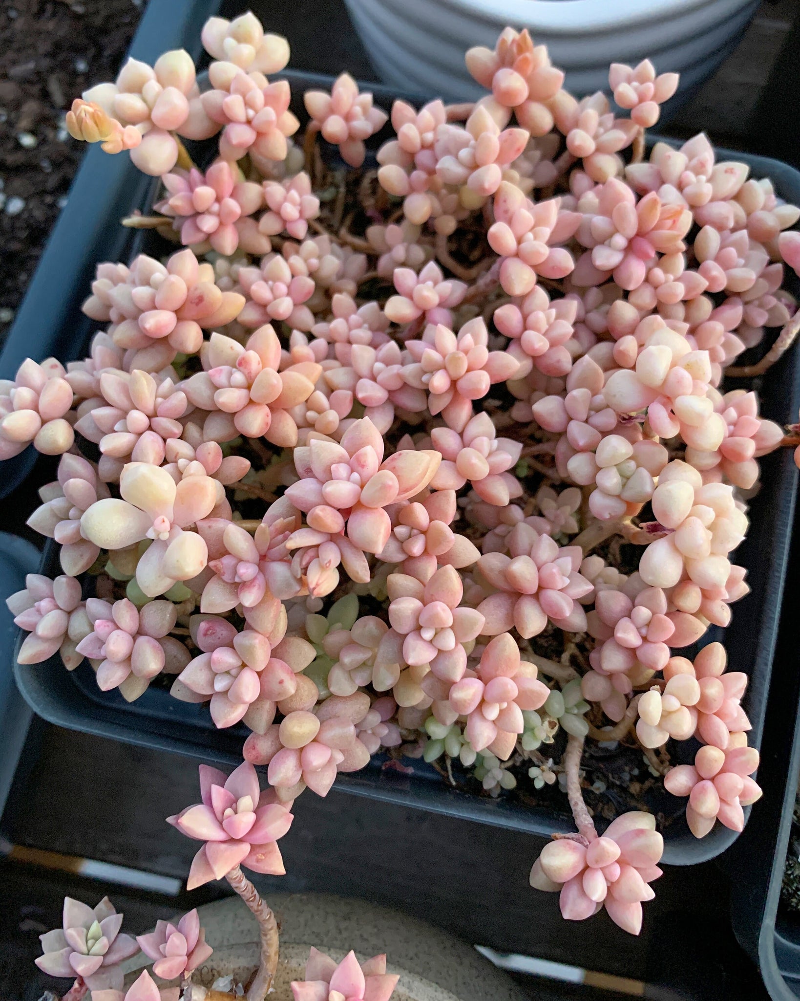 mirinae succulent Graptopetalum Mirinae small cluster cutting (4-5 heads)