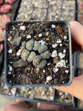 Load image into Gallery viewer, Conophytum minimum wittebergense (has dry skin) - April Farm/Rare Succulents