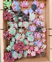 Load image into Gallery viewer, Mystery box - April Farm/Rare Succulents