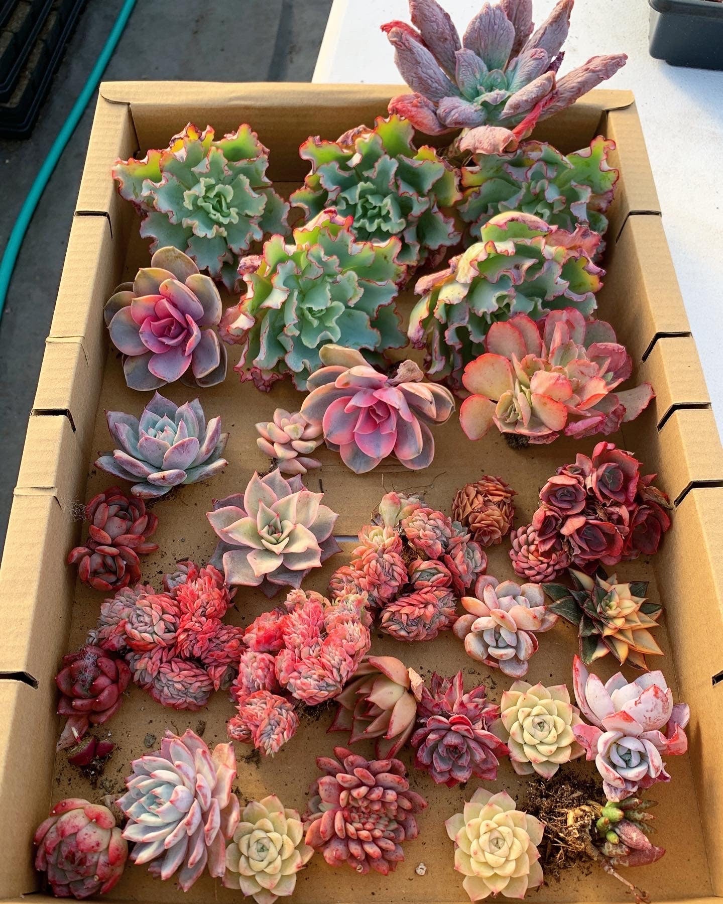 is succulents box legit Mystery box