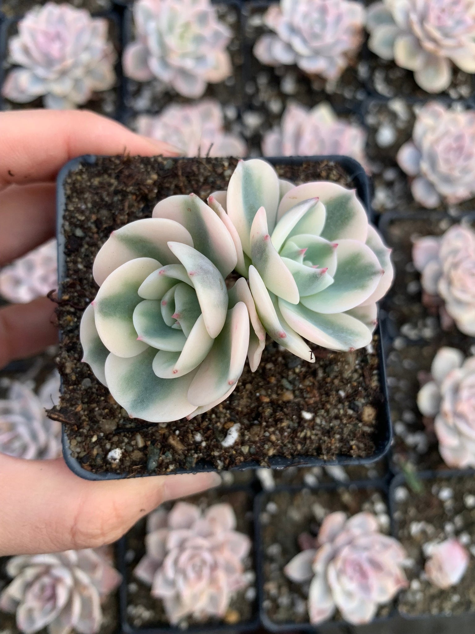 lenore dean succulent Echeveria Lenore Dean (CC)
