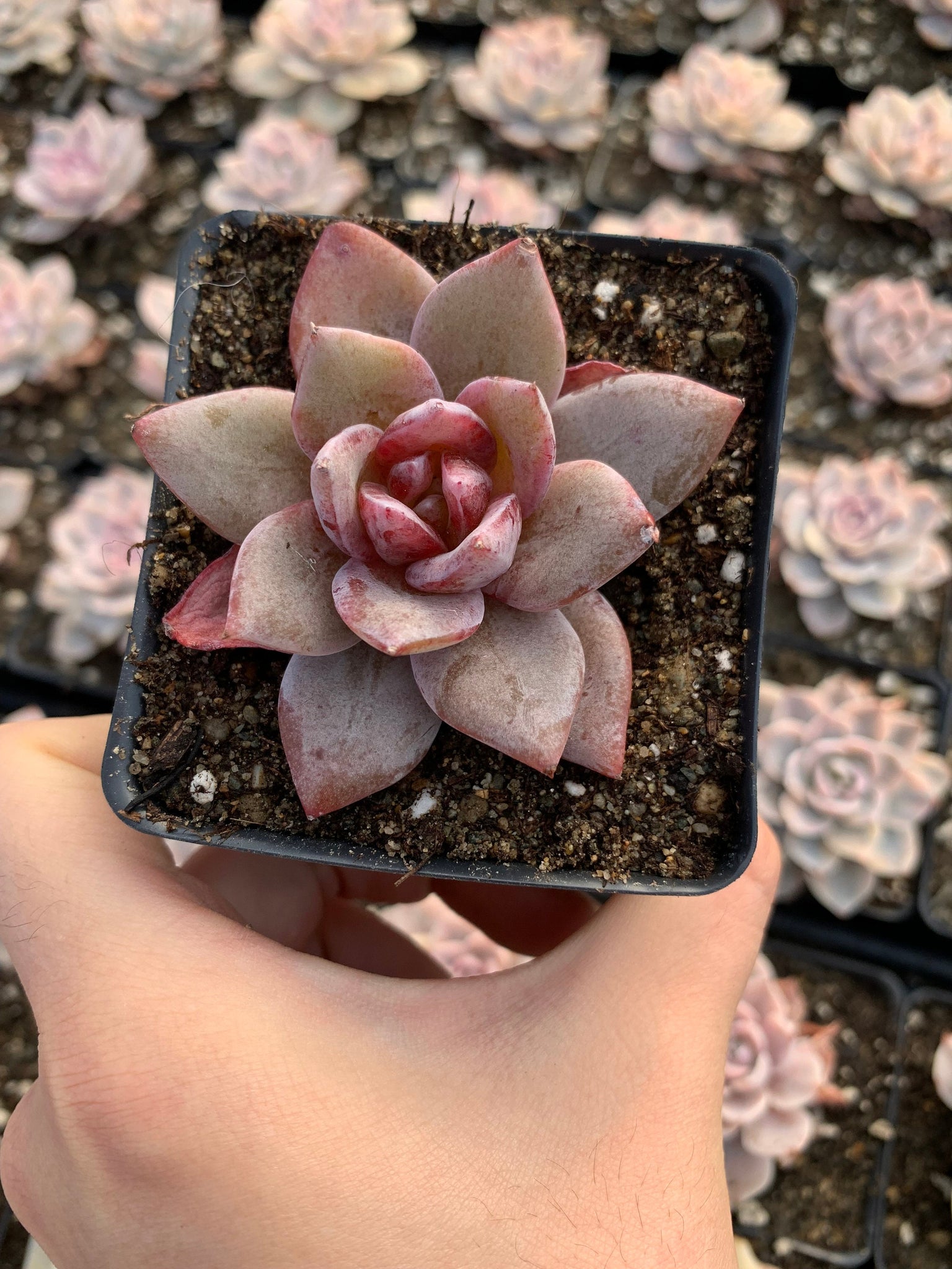 champagne succulent Echeveria German Champagne