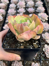 Load image into Gallery viewer, Echeveria Sunset Peony Variegated - April Farm/Rare Succulents