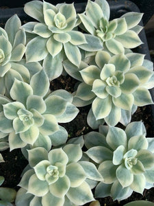 Echeveria Subsessilis variegated - April Farm/Rare Succulents