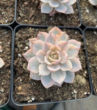 Load image into Gallery viewer, Echeveria Subsessilis variegated - April Farm/Rare Succulents
