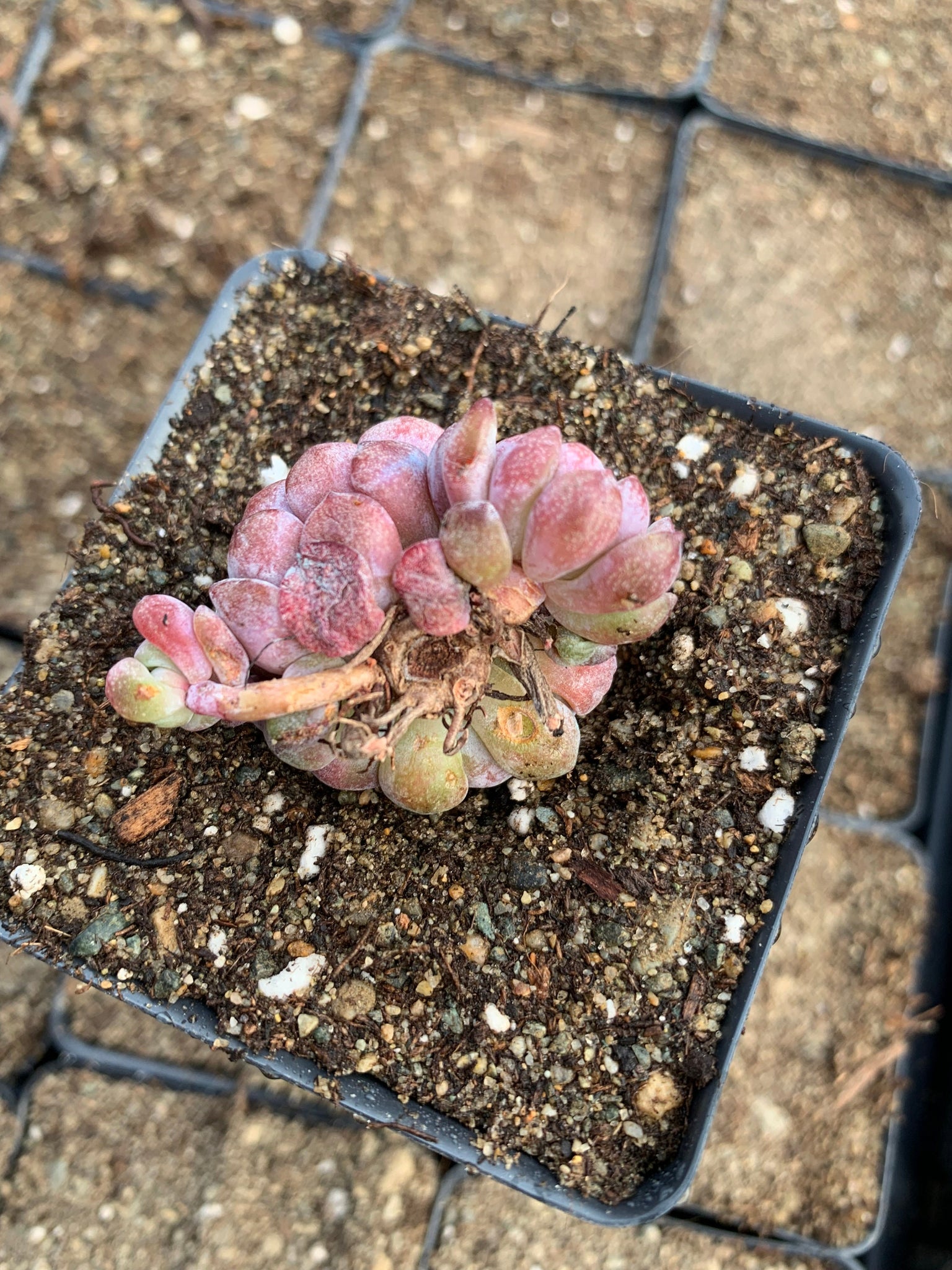 rare succulents reddit Echeveria "Amoena"