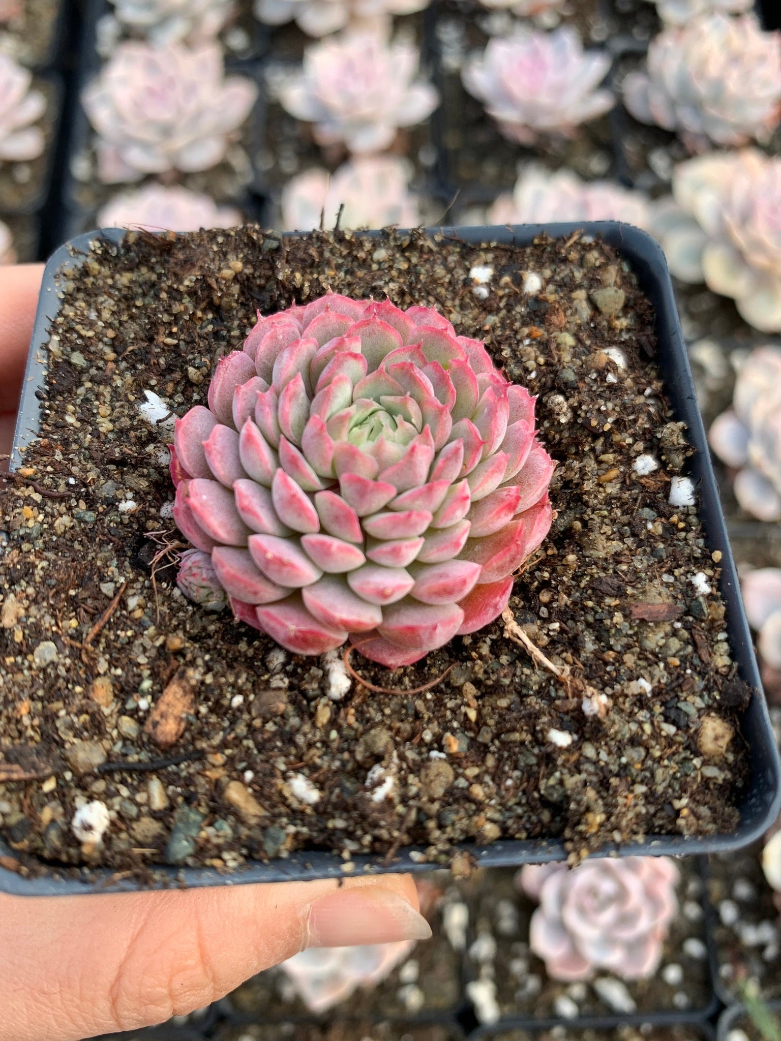 Echeveria 'Vincent Catto' hybrid(red bun) - April Farm/Rare Succulents