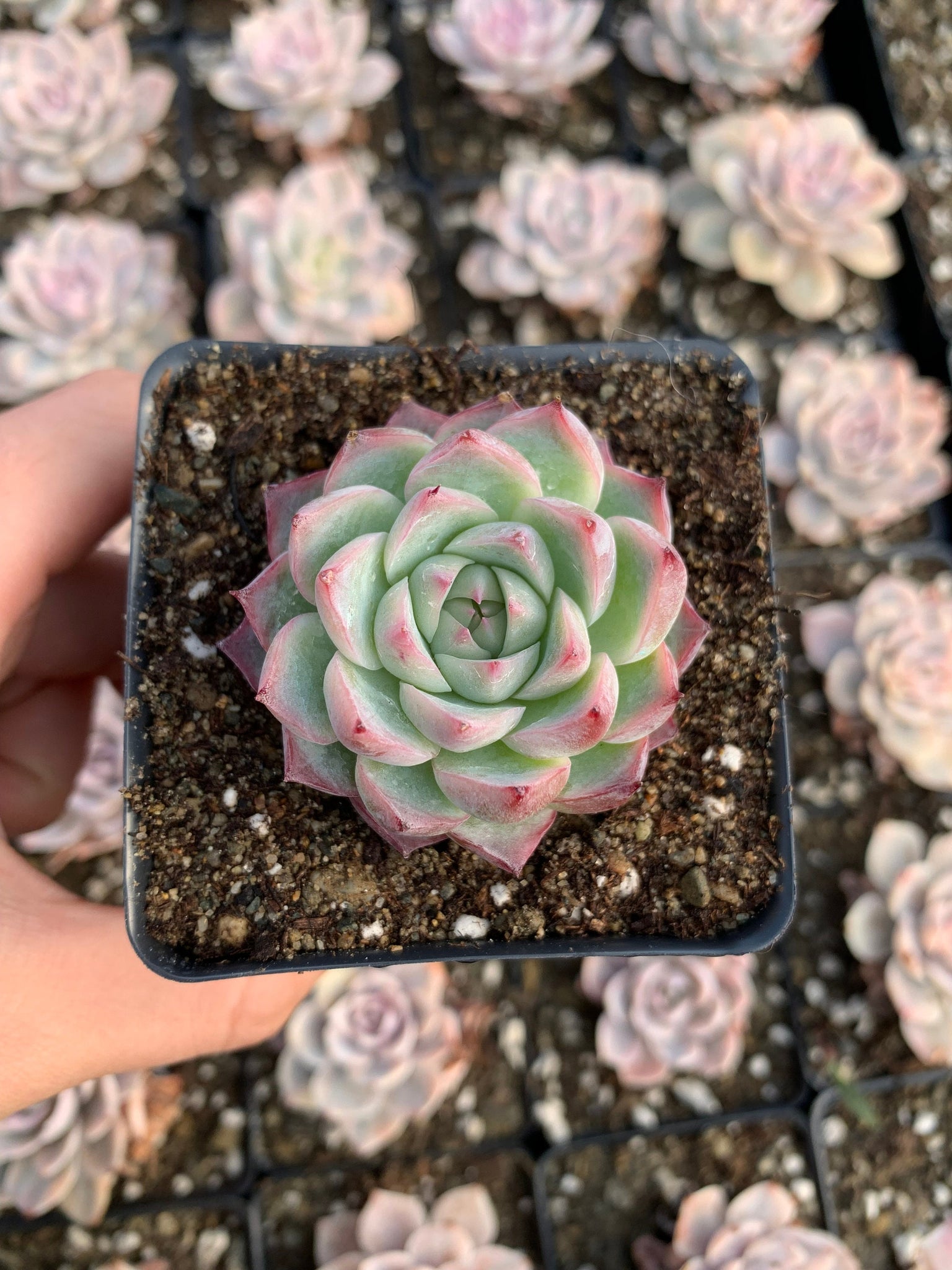 succulent crystals Echeveria Crystal Rose
