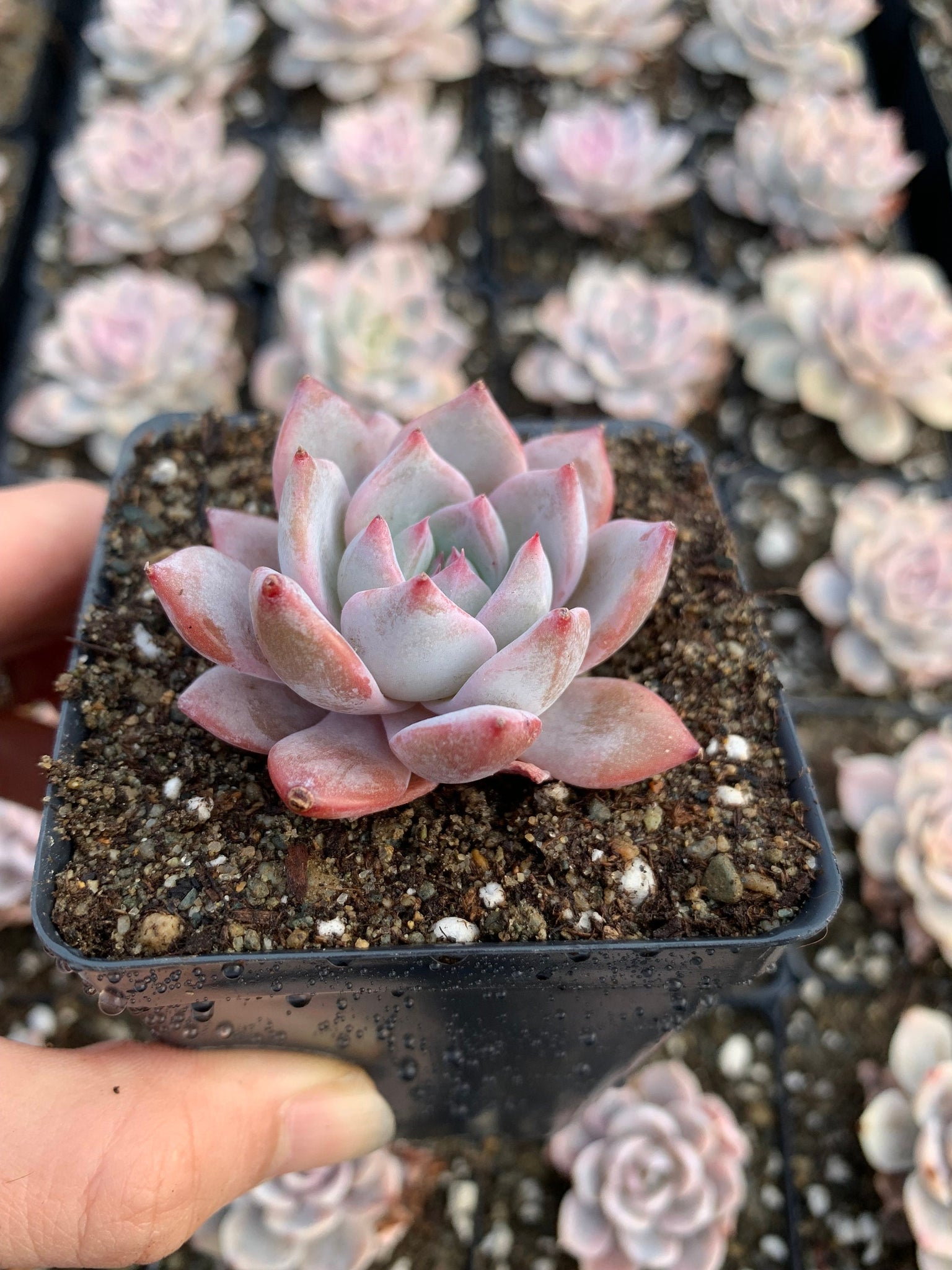 echeveria blue bird succulent Echeveria Blue bird