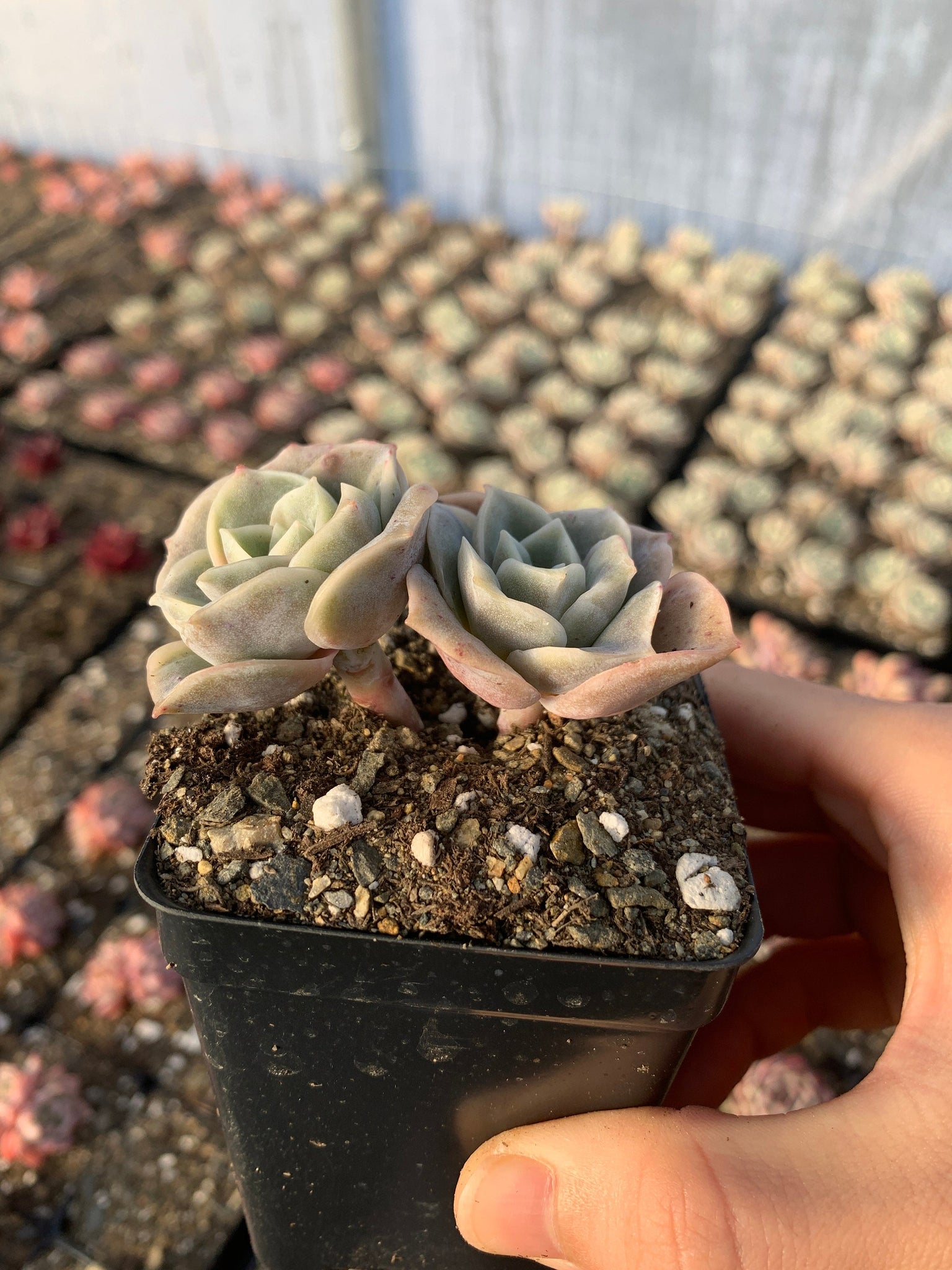 lovely rose succulent care Echeveria Lovely rose